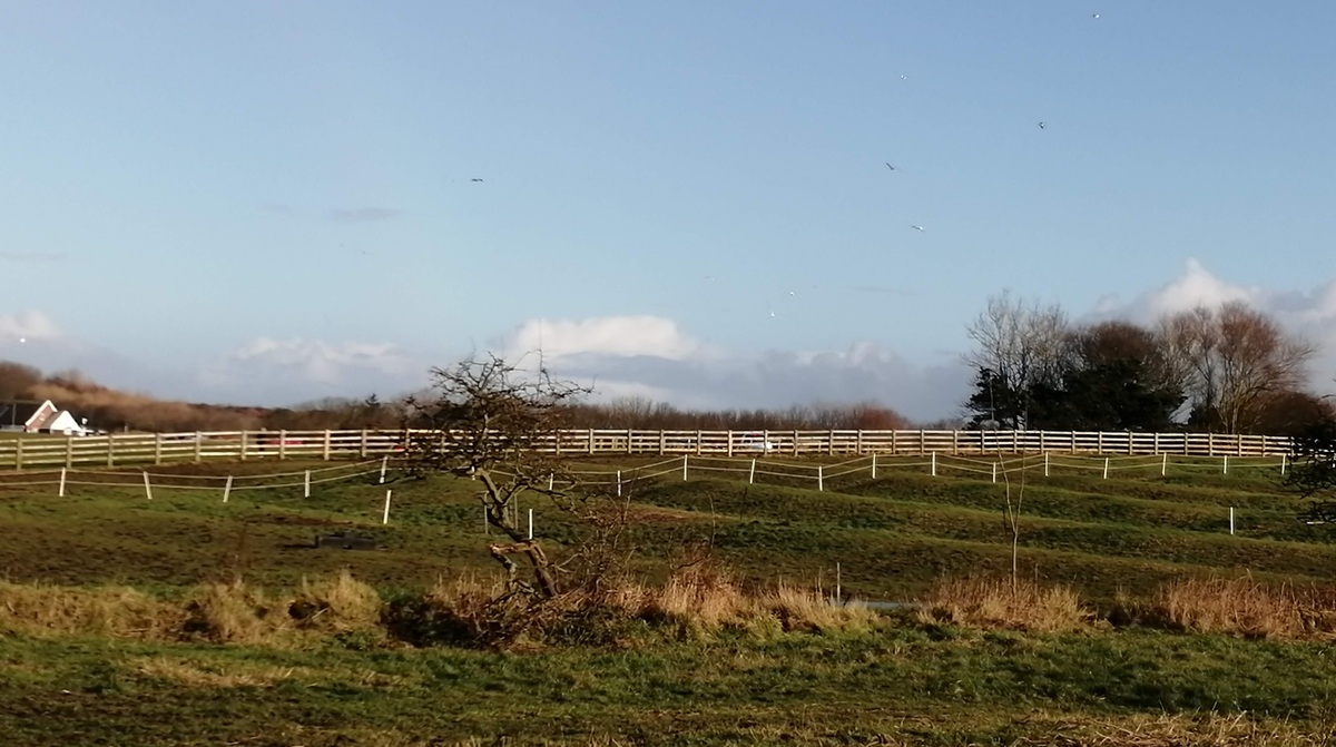 Church Cliff Farm Paddock